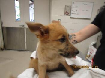 Australian Shepherd Dogs Available for Adoption in Marietta, Georgia - (311) | PetCurious