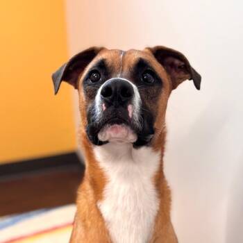 Skipper -  German Shepherd Dog and Mixed Breed Dog for Adoption in Nashville, Indiana - Skipper | PetCurious