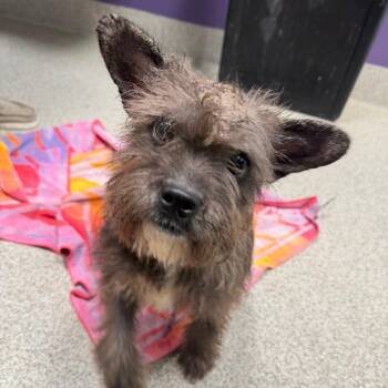Meloney -  Cairn Terrier Dog for Adoption in Englewood, Florida - Meloney | PetCurious