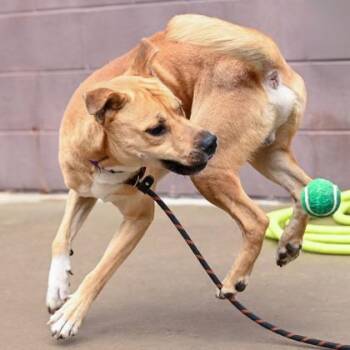 Mixed Breed Dogs Available for Adoption in Chamblee, Georgia - Maximillian | PetCurious