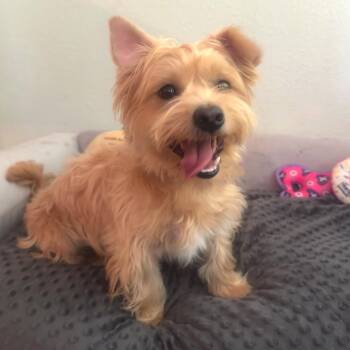 Carl -  Silky Terrier and Yorkshire Terrier Dog for Adoption in High Ridge, Missouri - Carl | PetCurious