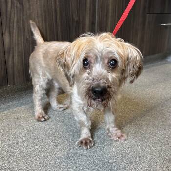Mixed Breed Dogs Available for Adoption in Oak Brook, Illinois - Irving | PetCurious