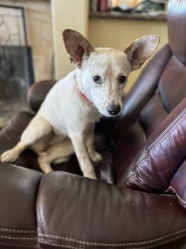Rescue Australian Cattle Dog Blue Heeler Dogs for Adoption in Poway, California - Dot | PetCurious