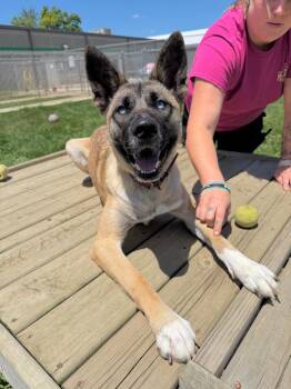 Mia -  Belgian Shepherd Malinois and Akita Dog for Adoption in Pierceton, Indiana - Mia | PetCurious