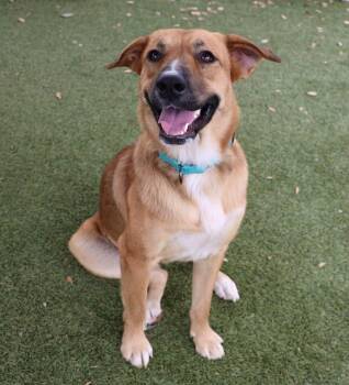 Jo Jo -  Hound Dog for Adoption in Southlake, Texas - Jo Jo | PetCurious