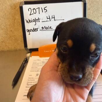 Bloodhound and Mixed Breed Dogs Available for Adoption - Boone | PetCurious