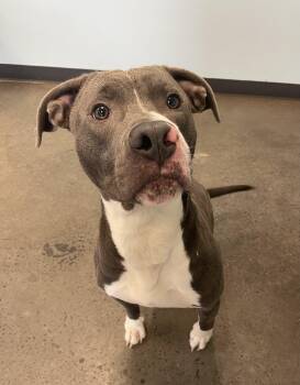 Rescue Mixed Breed Dogs for Adoption in Mishawaka, Indiana - Blitzen | PetCurious