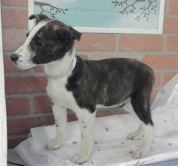 German Shepherd Dog Dogs Available for Adoption in Sedalia, Colorado - Bucky | PetCurious