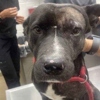 Lee -  Terrier and Mixed Breed Dog for Adoption in Corpus Christi, Texas - Lee | PetCurious