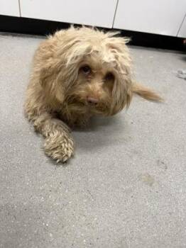 Cash FKA Shaggy -  Mixed Breed Dog for Adoption in West Chester, Pennsylvania - Cash FKA Shaggy | PetCurious