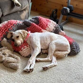 Martha -  Poodle and Mixed Breed Dog for Adoption in Buffalo, Minnesota - Martha | PetCurious