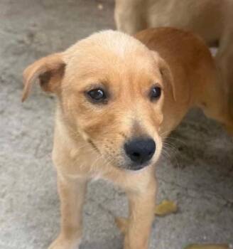 Labrador Retriever Dogs Available for Adoption - Miss Vanilla - The Sweet Treat | PetCurious