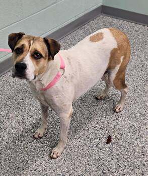 Delilah -  Terrier Dog for Adoption in Athens, Tennessee - Delilah | PetCurious
