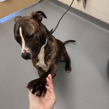 Mixed Breed Dogs Available for Adoption in Asheville, North Carolina - Pear | PetCurious