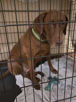 Valentina -  Labrador Retriever Dog for Adoption in Austin, Texas - Valentina | PetCurious