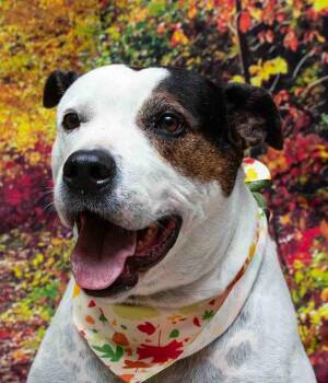 Rescue Terrier and Great Dane Dogs for Adoption in Sanford, Florida - Gidget | PetCurious