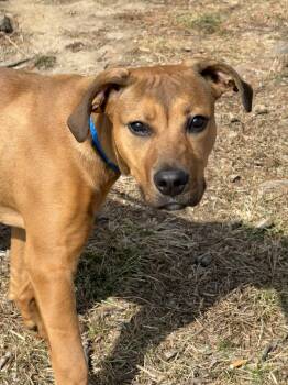 Pit Bull Terrier and Hound Dogs Available for Adoption - Bud | PetCurious