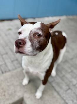 Terrier and Mixed Breed Dogs Available for Adoption - Cookie (Underdog) | PetCurious