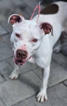 Rescue Mixed Breed Dogs for Adoption in West Chester, Pennsylvania - Tina Terrier Fka Dog 18 | PetCurious