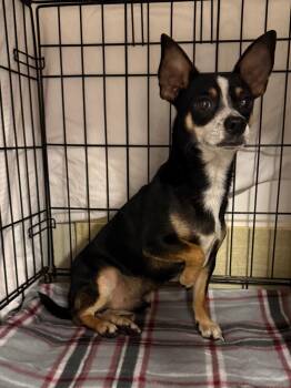 Chihuahua Dogs Available for Adoption in New Braunfels, Texas - Carazon | PetCurious