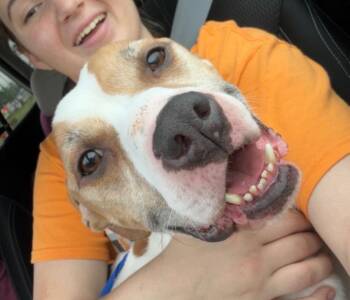 American Staffordshire Terrier and Hound Dogs Available for Adoption in Cincinnati, Ohio - Sid Farkus | PetCurious