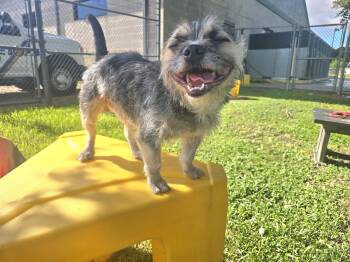 Harold -  Cairn Terrier Dog for Adoption in Friendswood, Texas - Harold | PetCurious