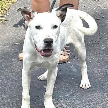 Huckleberry -s -  Hound and Cattle Dog Dog for Adoption in Sequatchie, Tennessee - Huckleberry -s | PetCurious
