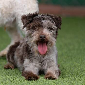 Rescue Schnauzer Dogs for Adoption in Peyton, Colorado - Gus (JN25-410) | PetCurious