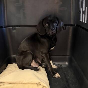 Dachshund and Terrier Dogs Available for Adoption in Bastrop, Texas - Patty 26-05-160 | PetCurious