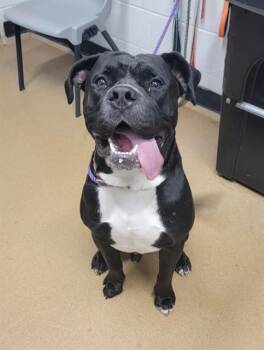 HARLEY -  American Bulldog and Mixed Breed Dog for Adoption in St. Peters, Missouri - HARLEY | PetCurious