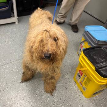 Janis Joplin -  Poodle and Mixed Breed Dog for Adoption in Galax, Virginia - Janis Joplin | PetCurious