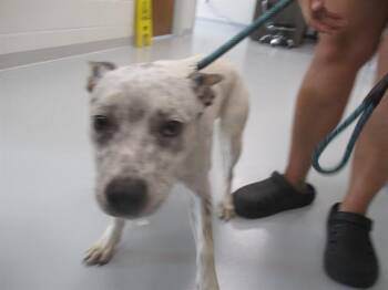 FLORIN -  Staffordshire Bull Terrier Dog for Adoption in Ocala, Florida - FLORIN | PetCurious