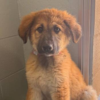 Eleanor -  Anatolian Shepherd Dog for Adoption in Goleta, California - Eleanor | PetCurious