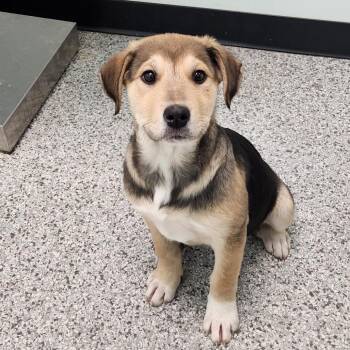 Great Pyrenees and Shepherd Dogs Available for Adoption - Cherie | PetCurious