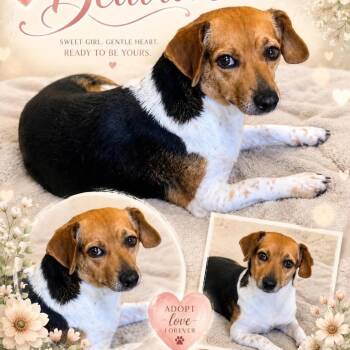 Beagle and None Dogs Available for Adoption in Hackett, Arkansas - Beatrice | PetCurious