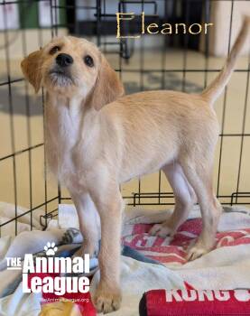Eleanor -  Jack Russell Terrier and Chihuahua Dog for Adoption in Groveland, Florida - Eleanor | PetCurious