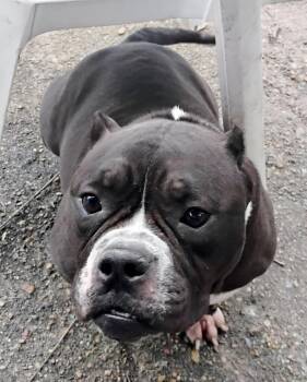 American Bully and Mixed Breed Dogs Available for Adoption - Ebony | PetCurious