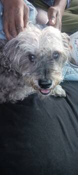 Rescue Schnauzer Dogs for Adoption in Vallejo, California - Jackson | PetCurious