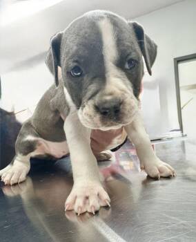 Labrador Retriever Dogs Available for Adoption in The Woodlands, Texas - Lexi | PetCurious