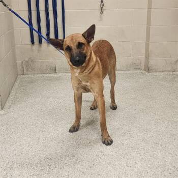 Rescue Belgian Shepherd Malinois and Mixed Breed Dogs for Adoption in Conroe, Texas - SARGE | PetCurious