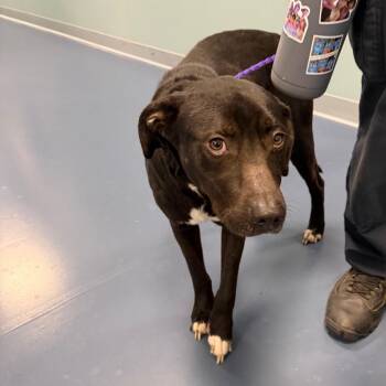 Black Labrador Retriever Dogs Available for Adoption in Greensboro, North Carolina - Night Time | PetCurious