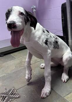 61803636 -  Great Dane and Mixed Breed Dog for Adoption in El Paso, Texas - 61803636 | PetCurious
