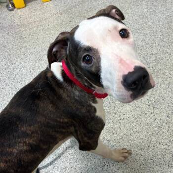 Cheryl -  Mixed Breed Dog for Adoption in Oak Park, Illinois - Cheryl | PetCurious