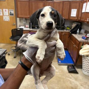Darla - 083102U -  Labrador Retriever and Mixed Breed Dog for Adoption in Tupelo, Mississippi - Darla - 083102U | PetCurious