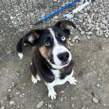 Baloo -  Husky and Mixed Breed Dog for Adoption in Bend, Oregon - Baloo | PetCurious
