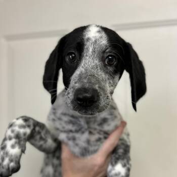 Silver -  Pointer Dog for Adoption in Columbia, South Carolina - Silver | PetCurious