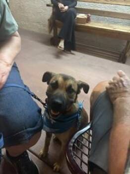 Sabrina -  Mixed Breed Dog for Adoption in Page, Arizona - Sabrina | PetCurious