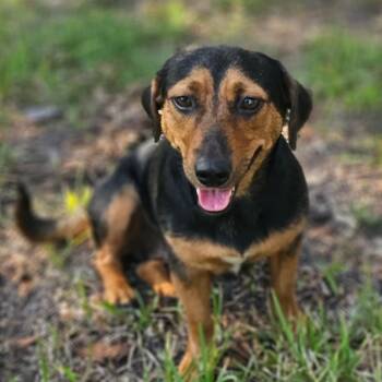 Ellie -  Dachshund Dog for Adoption in Cleveland, Texas - Ellie | PetCurious