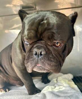 American Bulldog Dogs Available for Adoption in Newton, North Carolina - KODAK | PetCurious