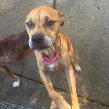 Lacey -  Terrier and Mixed Breed Dog for Adoption in Montgomery, Alabama - Lacey | PetCurious